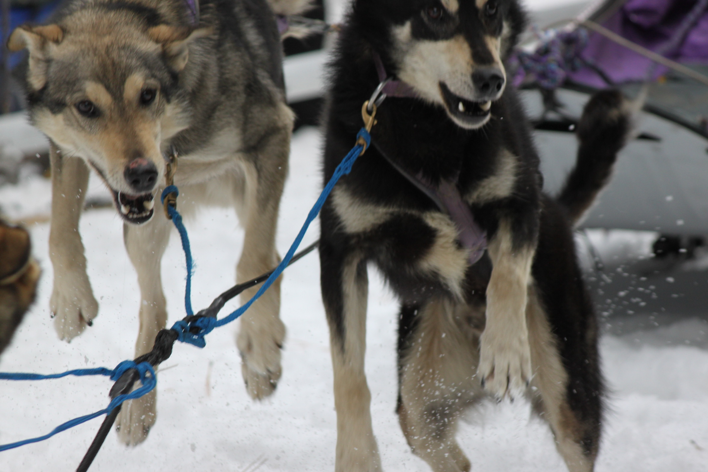 Dogsleddingdecember 121